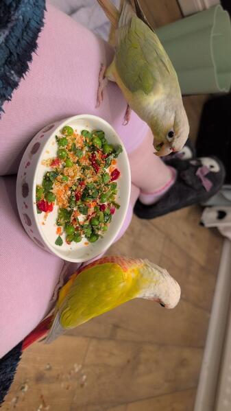 Pair of Green Cheek Conures for sale