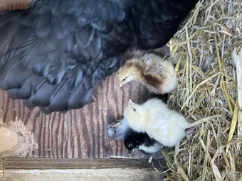 4 day old bantam chickens for sale sunderland