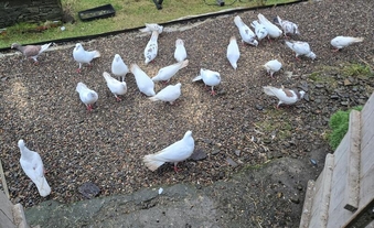 30 plus Doves for sale Excellent business potential weddings openings etc