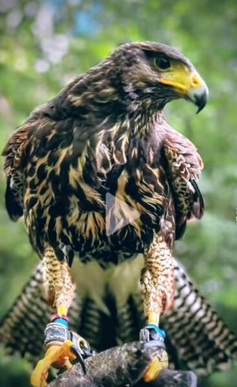 HAWKMORE RAPTORS CHESHIRE Superior harris hawks and sonoron Harris hawks