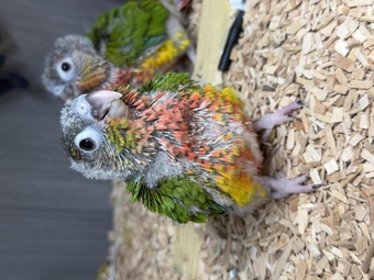 Hand-Reared Conures for sale