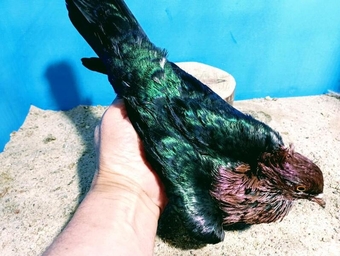 ARCHANGEL PIGEONS GREEN WINGED FOR SALE