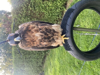 Wanted male golden eagle