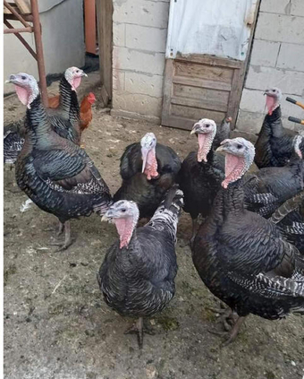 Bronze turkey stags. Broad/ double breasted. 2025 hatched in uk