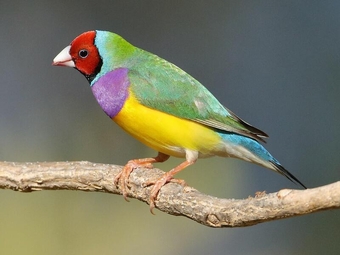 Goldian finches for sale