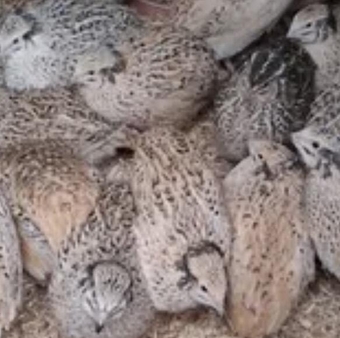 Quails jumbo coturnix