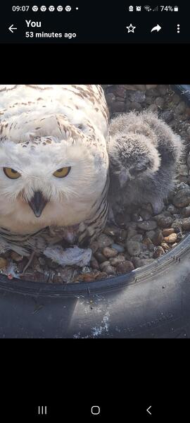 Snowy Owl Chicks