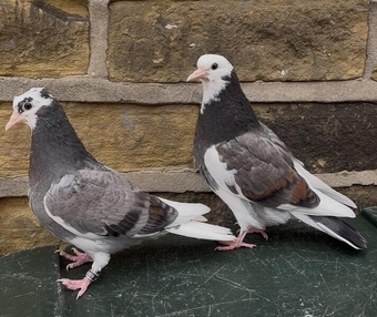 10 Young Birmingham Roller pigeons