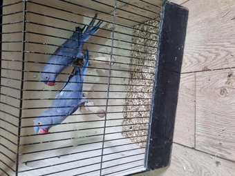Last years and this years ringnecks for sale