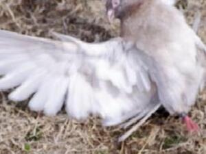 PARLOUR ROLLERS PIGEONS
