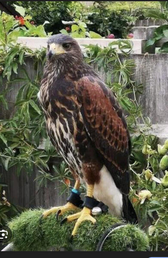 WANTED , BIRD OF PREY FOR EXPERIENCED HOME . HARRIS, GOS , PERIGRIN ETC