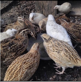Variety of quails