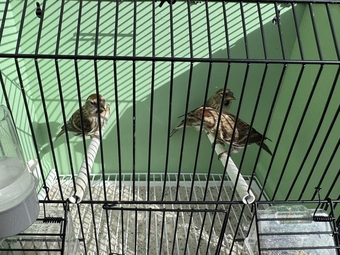 3 Redpolls (2 hens 1 cock)