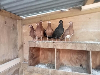 english barbs pigeons