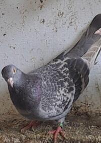 Clay Chequered Tippler Hen