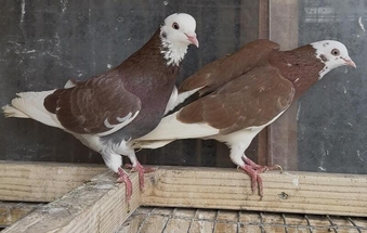 Birmingham Roller Pigeons
