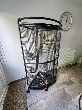 Stunning African grey- intelligent and friendly