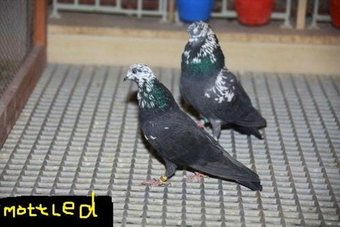 HIGHFLYING TIPPLER PIGEONS QUALITY TOP FLYERS