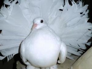 PURE WHITE AND COLOURED GARDEN FANTAIL DOVES(permanently erected tails)