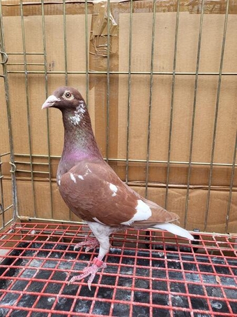 Pigeons for sale red muleman