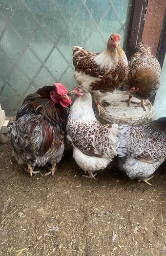 Beautiful blue lace wayndote chicken and eggs