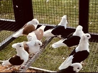 GERMAN OWL FANCY PIGEONS SHOW BIRDS