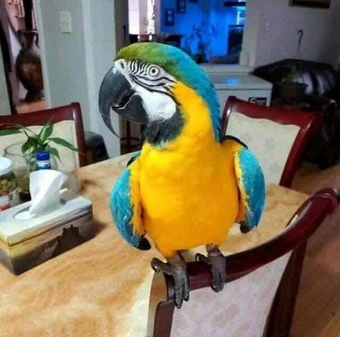 Male Blue and Gold Macaw