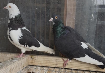 Birmingham Roller Pigeons