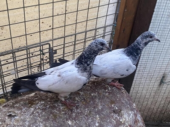 Beautiful pakistani high flyer pigeon