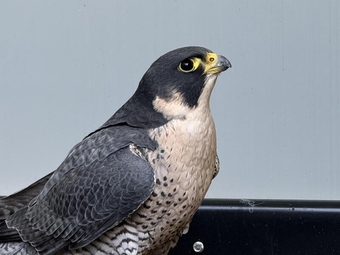 Peregrine Falcons for sale