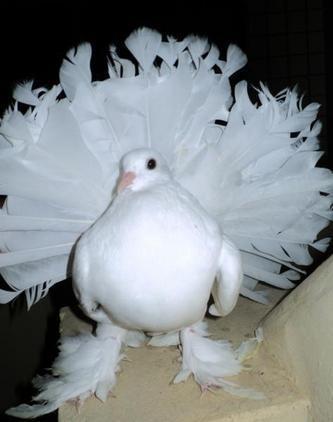 PURE WHITE/WHITE WITH BLACK TAILS FANTAILS (PERMANENTLY ERECTED TAILS)