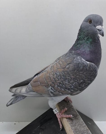 RUBELLA RARE COLOUR RACING PIGEONS