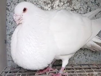 10 Spanish Pouter Pigeons