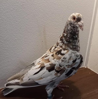 ALMOND rare colour racing pigeons