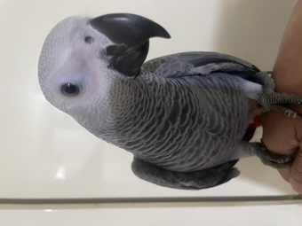 Super tame baby African grey set up