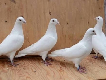 Quality White racing pigeons