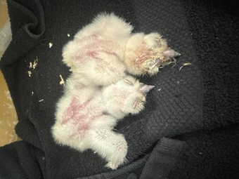 2026 Tawny Owls