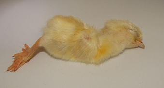 Frozen Day Old Chicks 250/10kg Boxes
