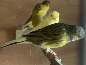 Spare cock canaries for sale