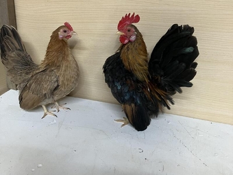 Pair of Serema bantams