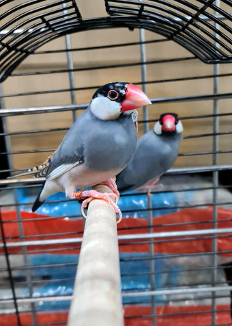 Java sparrow available