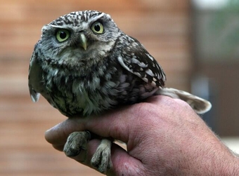 Looking for little owls or ravens in herts area