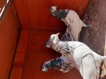 Pakistani Pigeons for sale