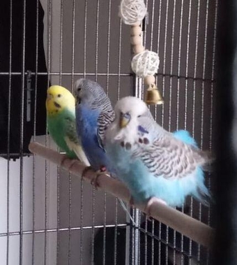 Three budgies for sale, with flight cage (must go together)