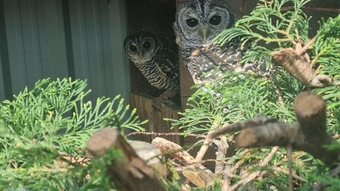 Baby chaco owls ready shortly.