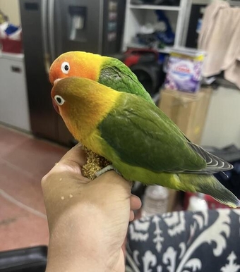 Lovebirds semi tamed pair