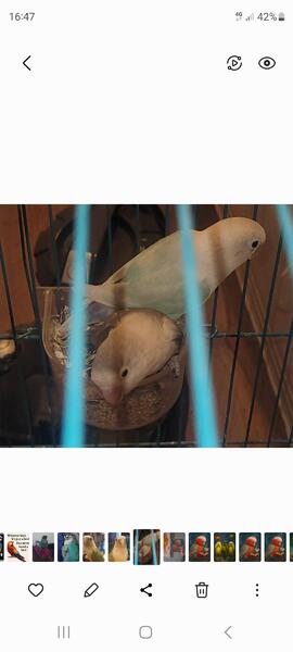 Breeding pair of lovebirds