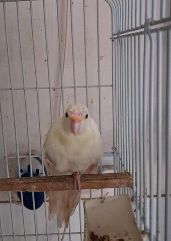 Male Cream Kakariki