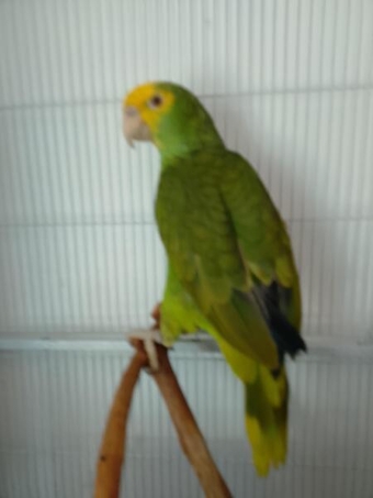 Double yellow headed amazon