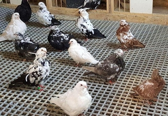 High quality Chinese owl pigeons